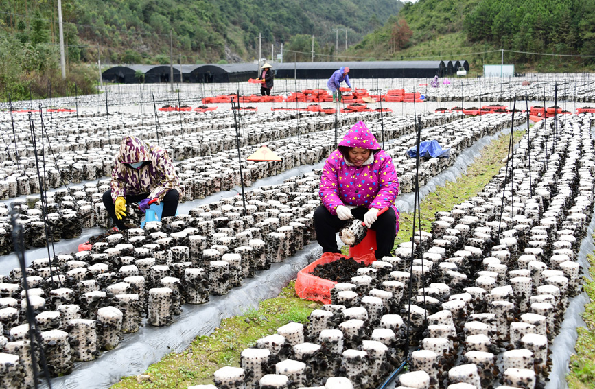 村民在采摘木耳。