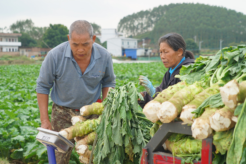 大头菜丰收。横州市融媒体中心供图