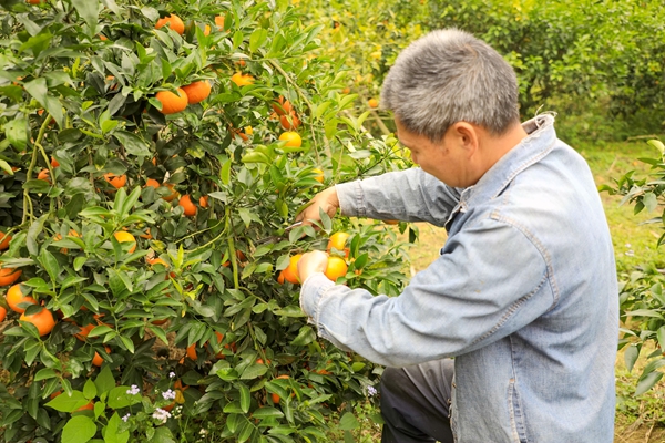 工人采摘沃柑。王诗琴摄