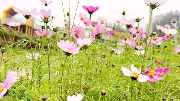 格桑花盛开