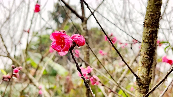 桃花盛开