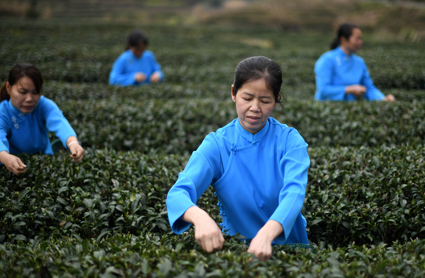 村民在茶園裡採茶。潘志祥攝