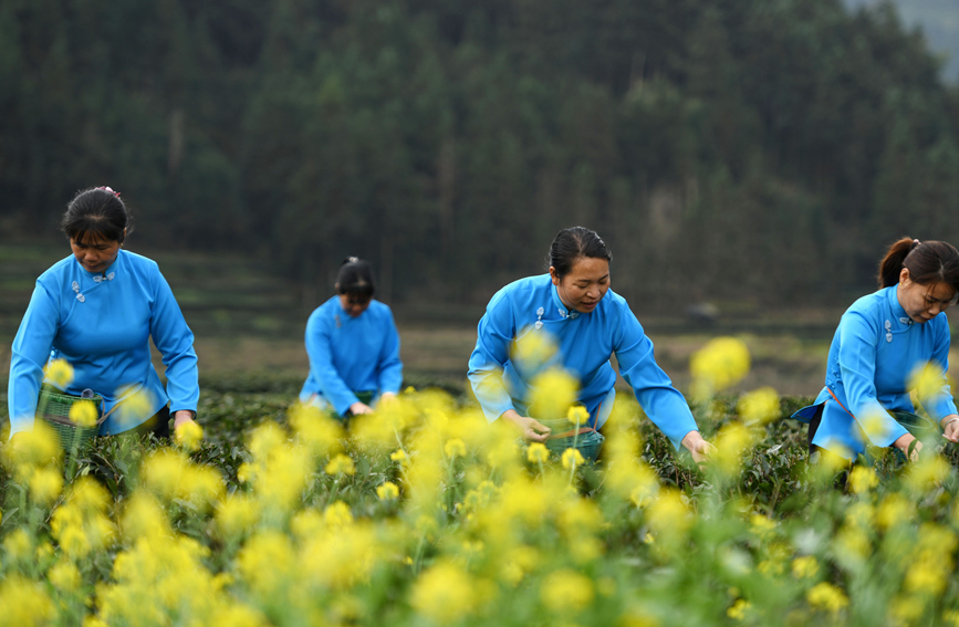 村民在茶園裡採茶。潘志祥攝