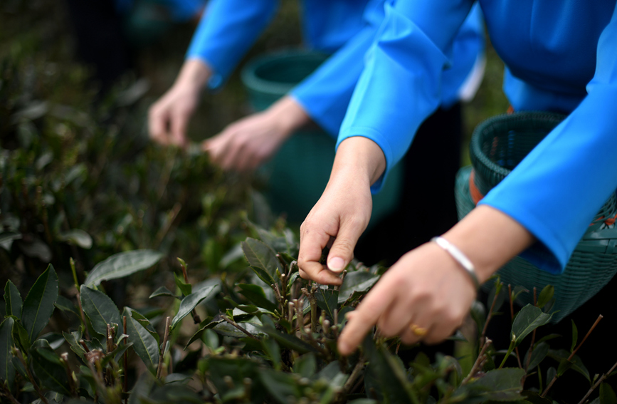 村民在茶園裡採茶。潘志祥攝