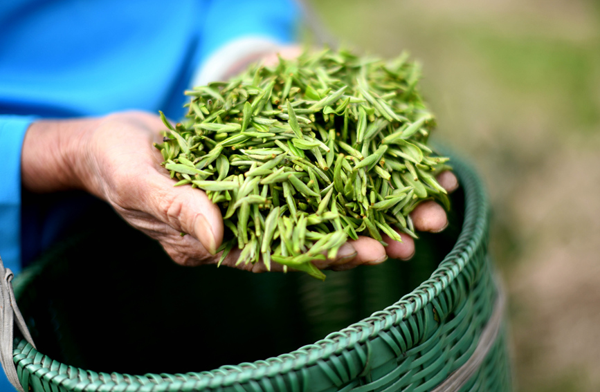 村民在展示採摘到的茶葉。潘志祥攝