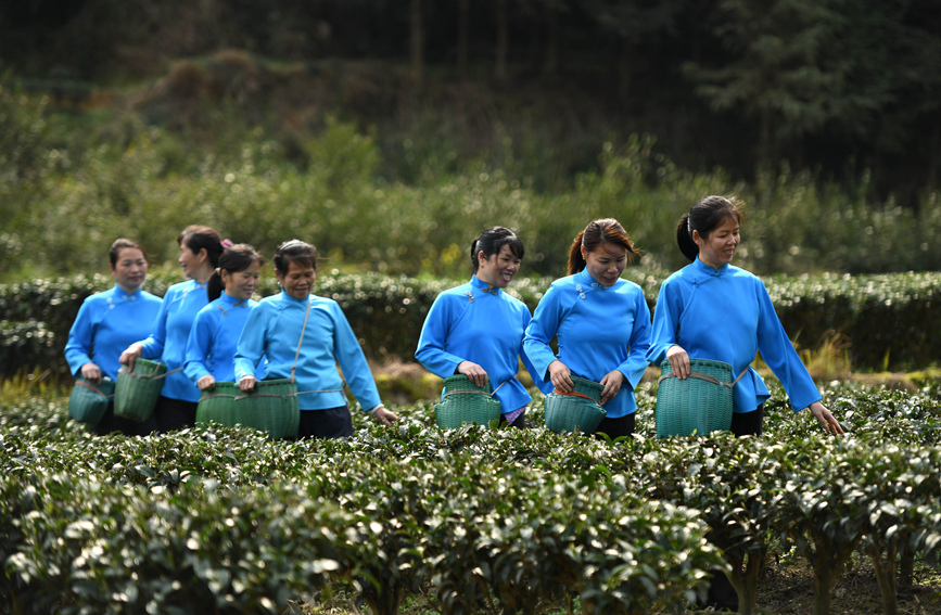 村民走在採茶歸來的路上。潘志祥攝