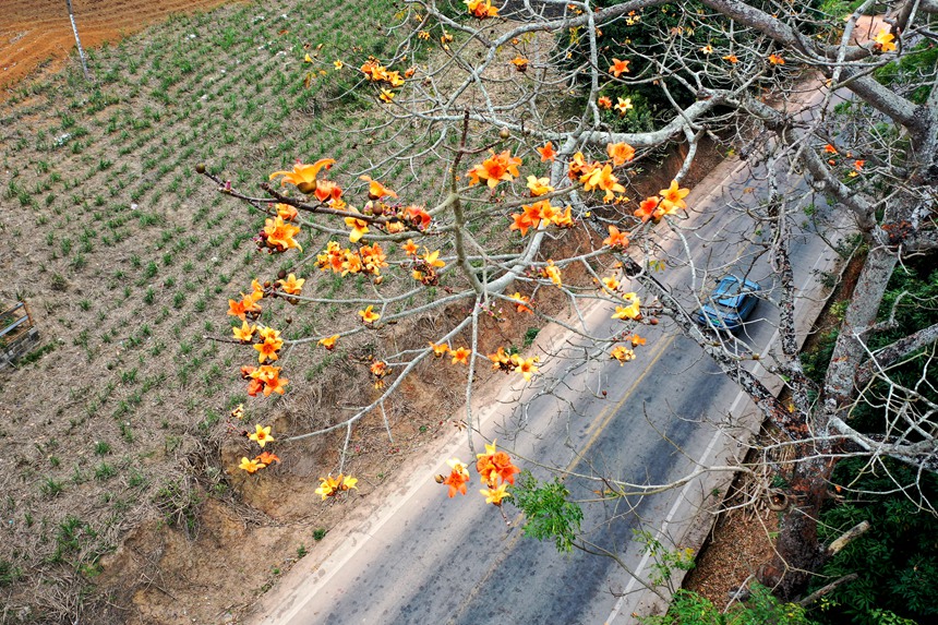 2月23日，寧明縣東安鄉百合村國道322線路段的橘黃色木棉花正在嬌艷盛開。
