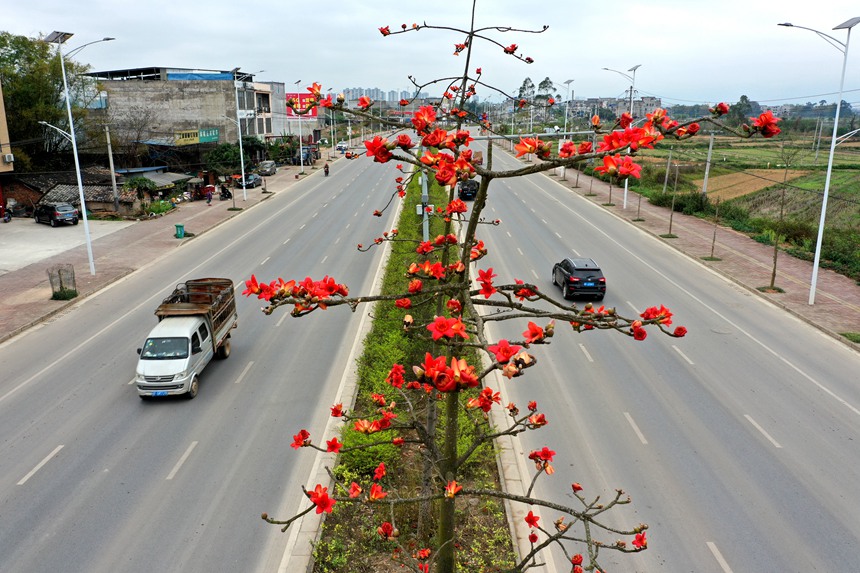 2月23日，寧明縣明江鎮鳳璜村國道322線路段的大紅色木棉花正在嬌艷盛開。