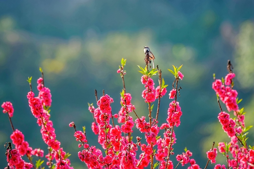 鳥兒在桃花枝上“放歌”。李世華攝