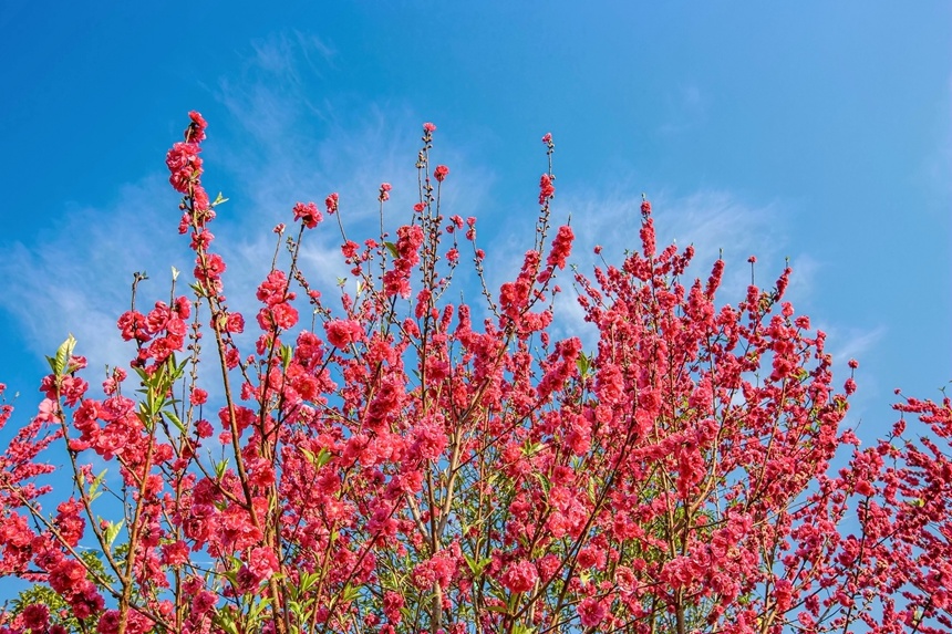 桃花朵朵開。李世華攝