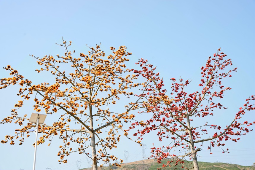 紅黃木棉花盛開。