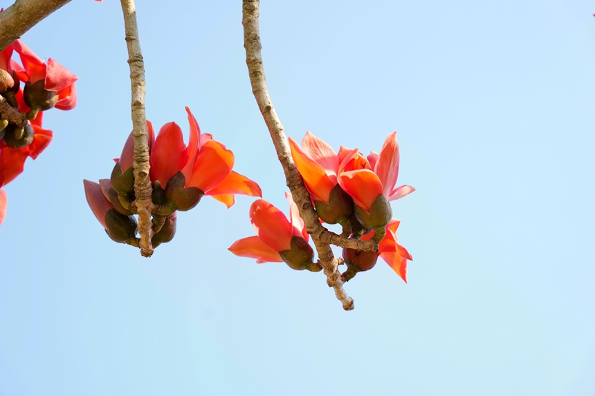 木棉花競相綻放，處處洋溢著春天的氣息。