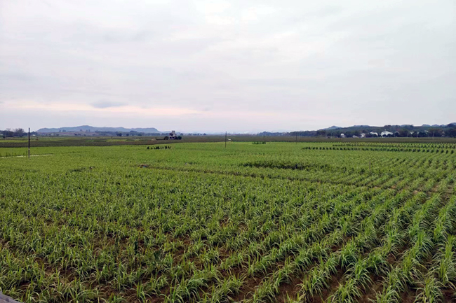 上龍鄉現代農業核心示范區長勢喜人的甘蔗。