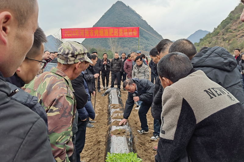 何明雄正在讲解烤烟移栽注意要点。罗丽芬摄