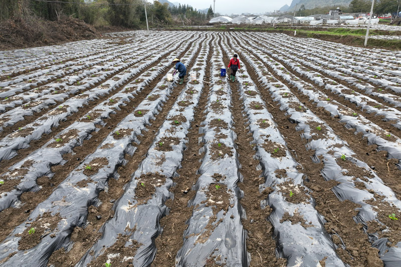 农民在田间种植百香果。
