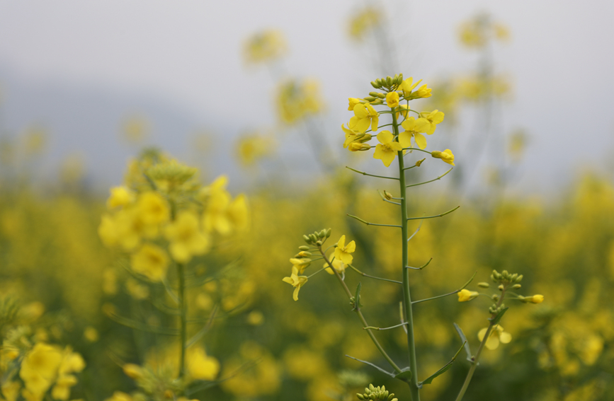 油菜花漸次開放。陽海翔攝