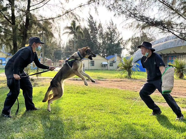 警犬訓導員李春靜、葉婷正在訓練警犬