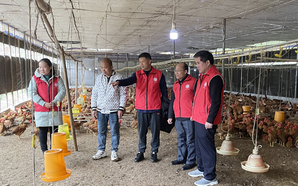 靖西市科技特派員正在指導養殖大戶如何做好肉雞的防凍減災工作