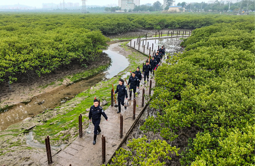 青年民警们到红树林保护区开展植树活动。唐运鹏摄