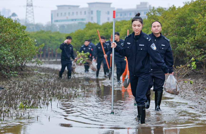 青年民警们到红树林保护区开展植树活动。吴业庆摄