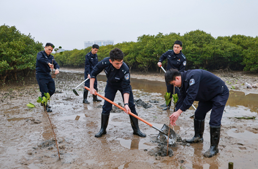 青年民警们在滩涂上种下红树林树苗。吴业庆摄