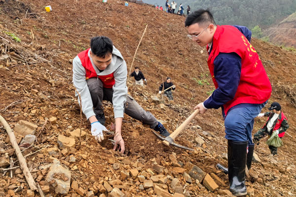 柳州卷烟厂青年志愿者在植树。张义奎摄
