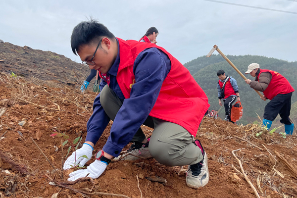 柳州卷烟厂青年志愿者在为树苗培土。张义奎摄