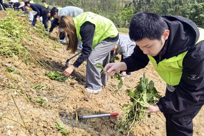 学生青年志愿者积极参加植树活动。广西交职院供图