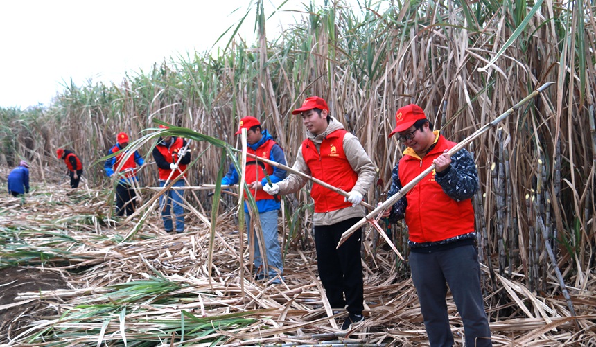 青年志愿者帮助村民收割甘蔗。左宇轩摄
