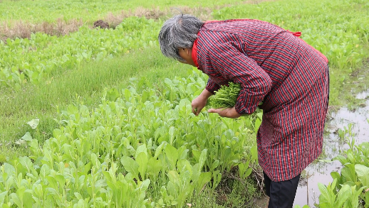 菜农忙着采摘蔬菜。平南县融媒体中心供图