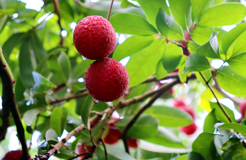 “水果自由”在廣西 甜蜜飄香銷全國