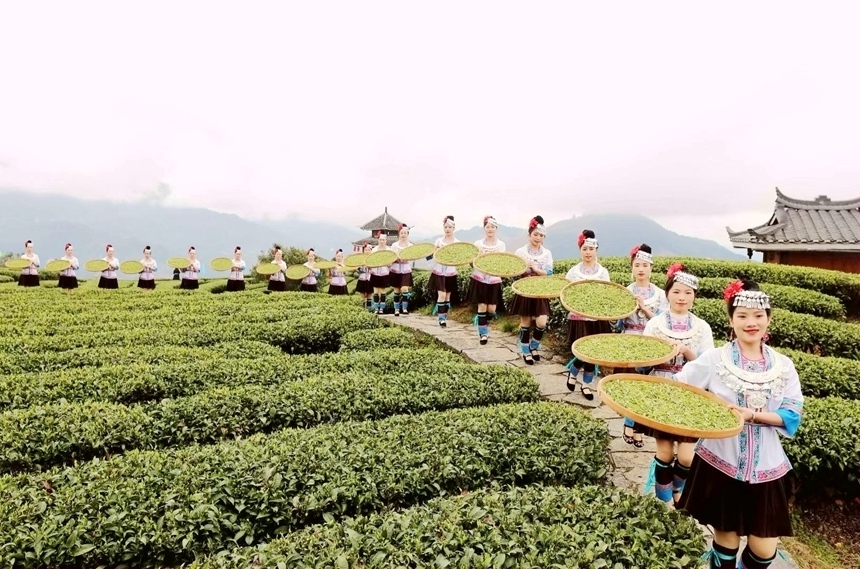 三江侗族自治县迎来春茶丰收季。龚普康摄