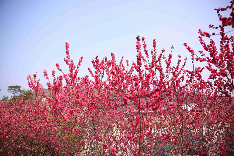 圖三：“彩虹谷”盛開的桃花