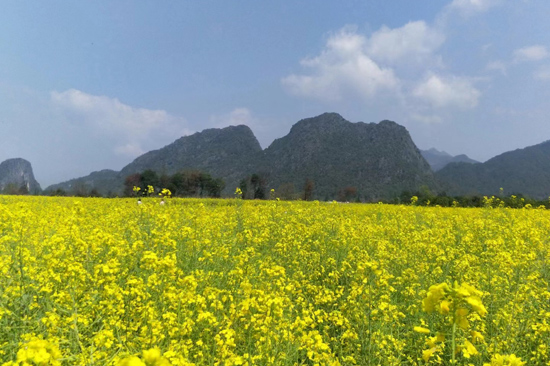 公平乡万亩油菜花为乡村旅游添彩。文英豪摄