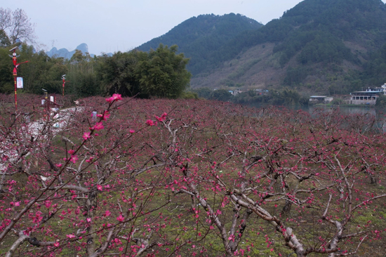 桃花迎春盛放。