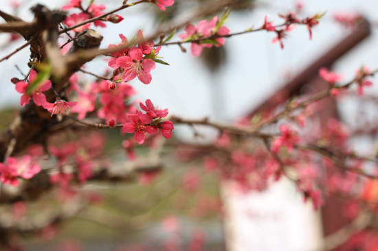 桃花朵朵开。