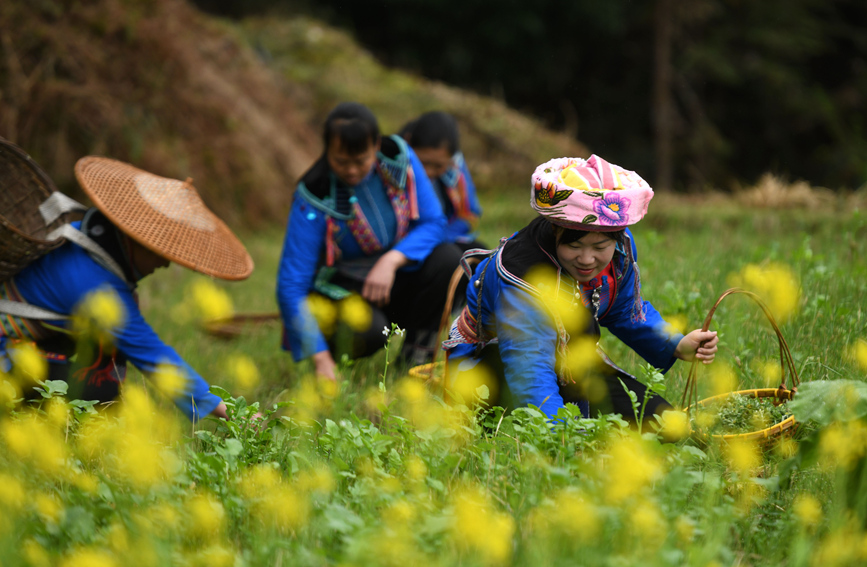 瑶族妇女在田间采摘艾草。潘志祥摄
