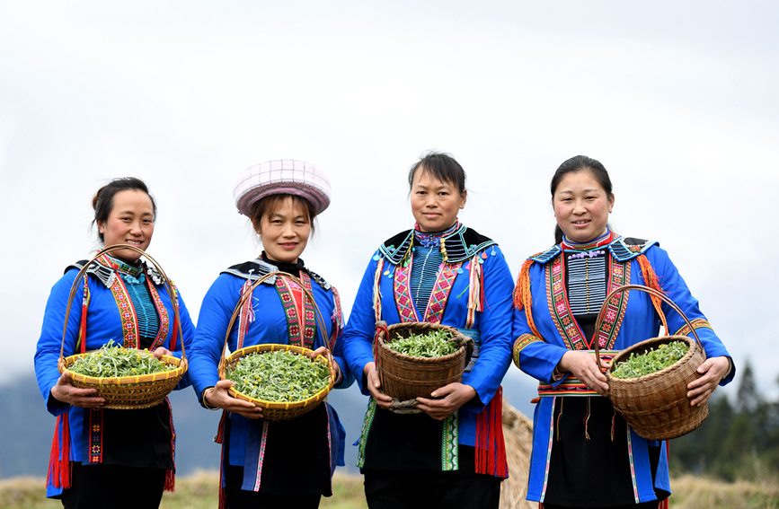 瑶族妇女在展示采摘到的艾草。潘志祥摄
