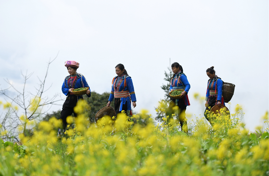 瑶族妇女走在采摘艾草回来的路上。潘志祥摄