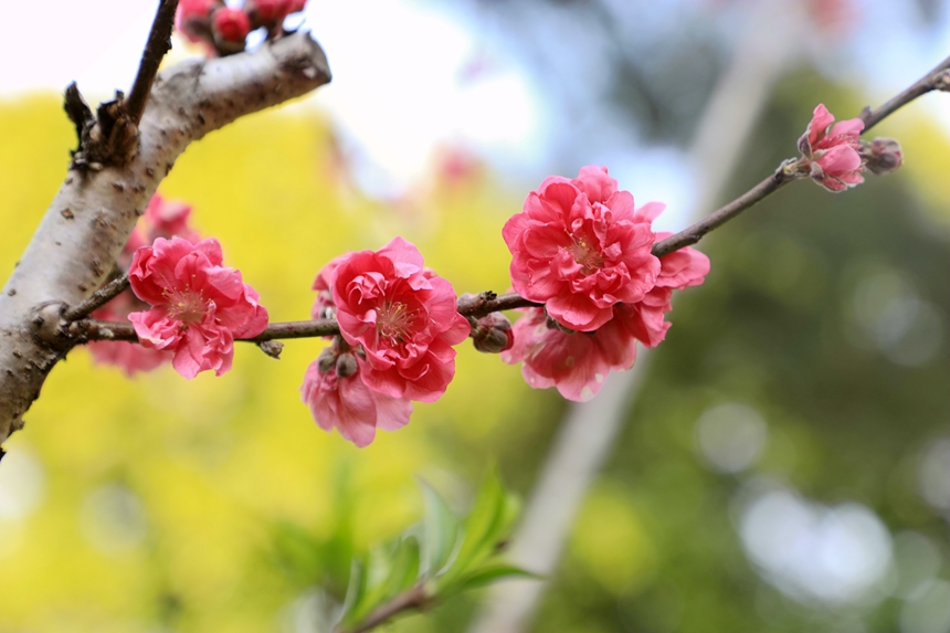 桃花盛开，春色迷人。王诗琴摄