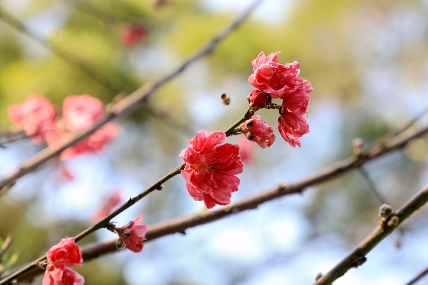 朵朵桃花绽放。王诗琴摄