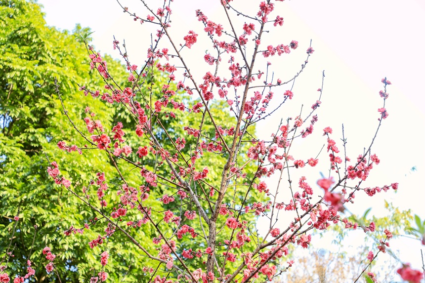 桃花盛开，春意正浓。王诗琴摄