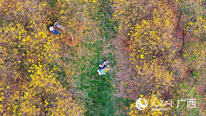 游客在黄花铃木花丛中赏花。人民网 雷琦竣摄