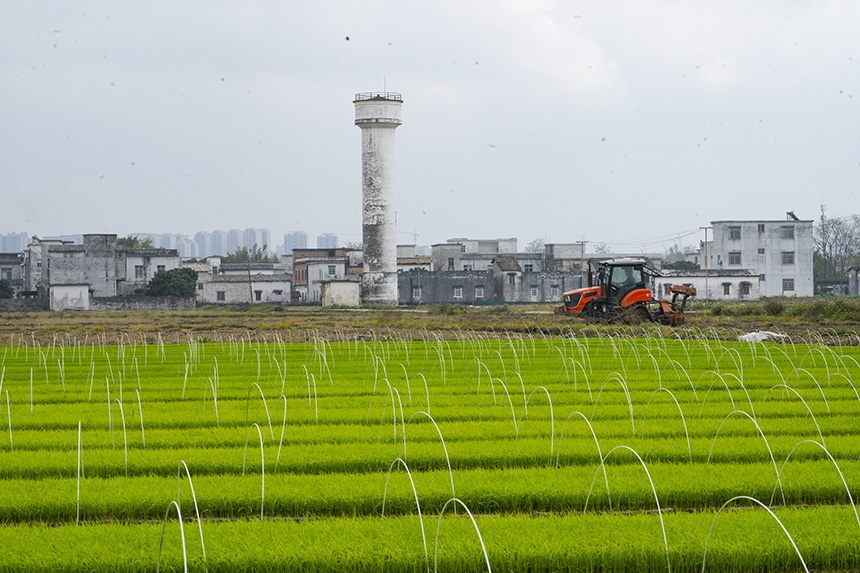 水稻秧苗培育区。