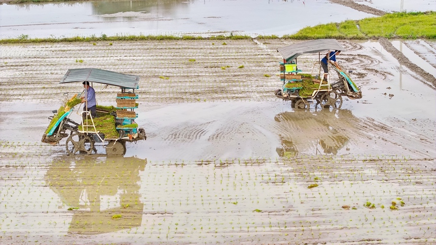 港北区大圩镇新建村农民正在使用农机插秧。邹庆林摄