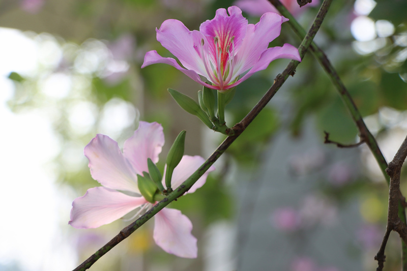 粉色紫荆花朵在枝头绽放。陈粤摄