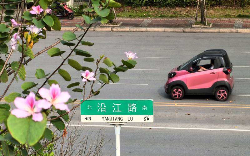 柳州街头绽放的紫荆花。陈粤摄