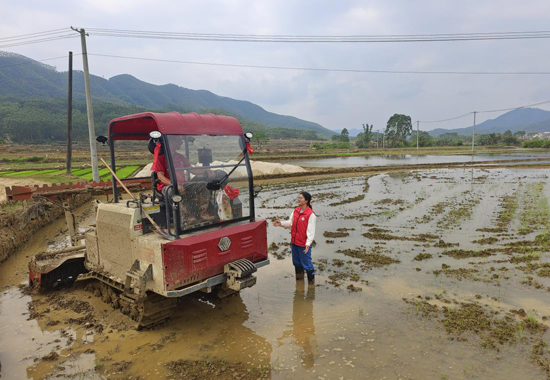 科技特派員在指導水稻深耕粉壟栽培技術