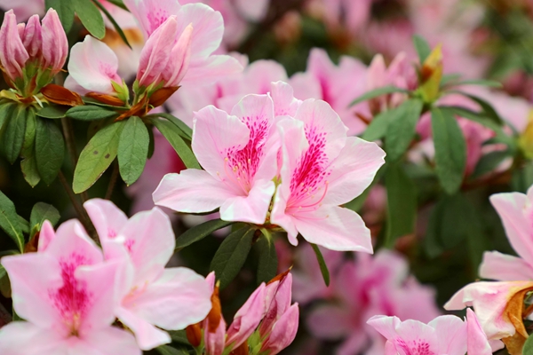 杜鹃花盛开。