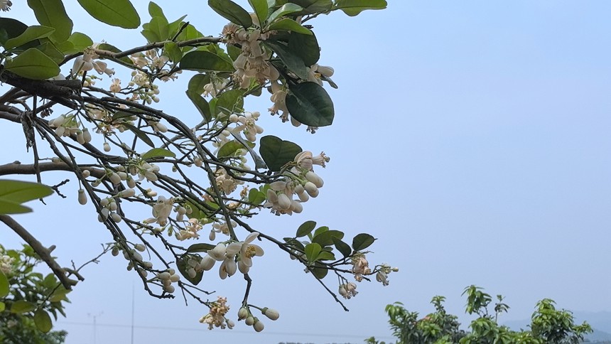 飘香的柚子花。容县县委宣传部供图